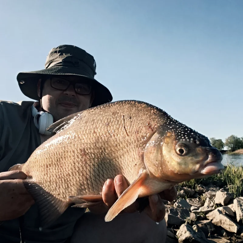 zweite gefangene Brasse beim Method Feedern am Fluss im Frühjahr