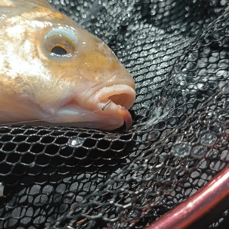 Method Feeder Haken in der Vorderlippe eines Brassen