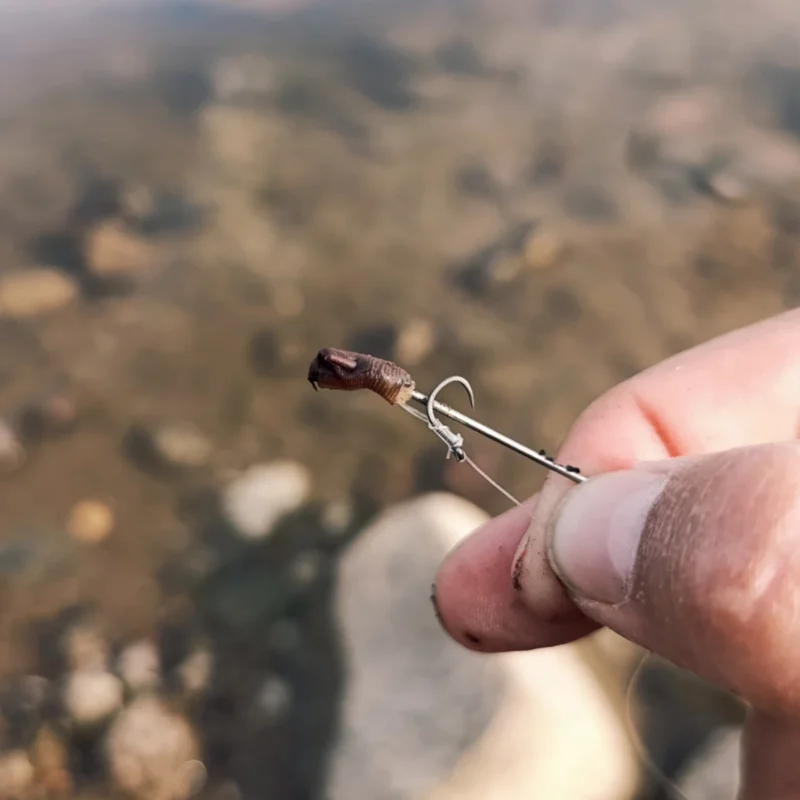 Wurm am Quick Stop als Köder beim Fluss Method Feedern