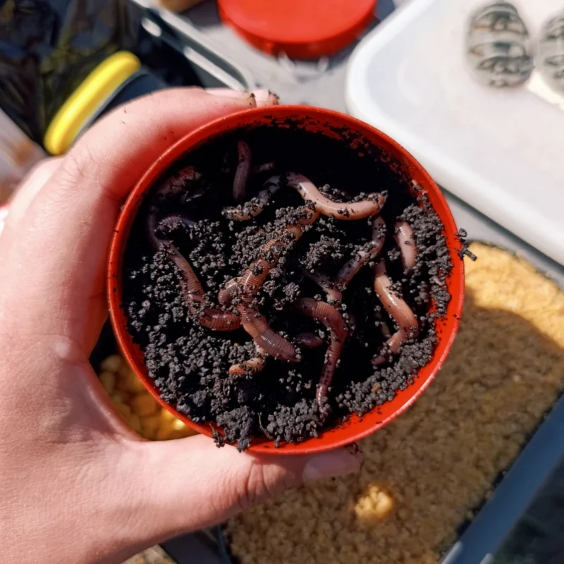 Dendrobenas in Wurmdose