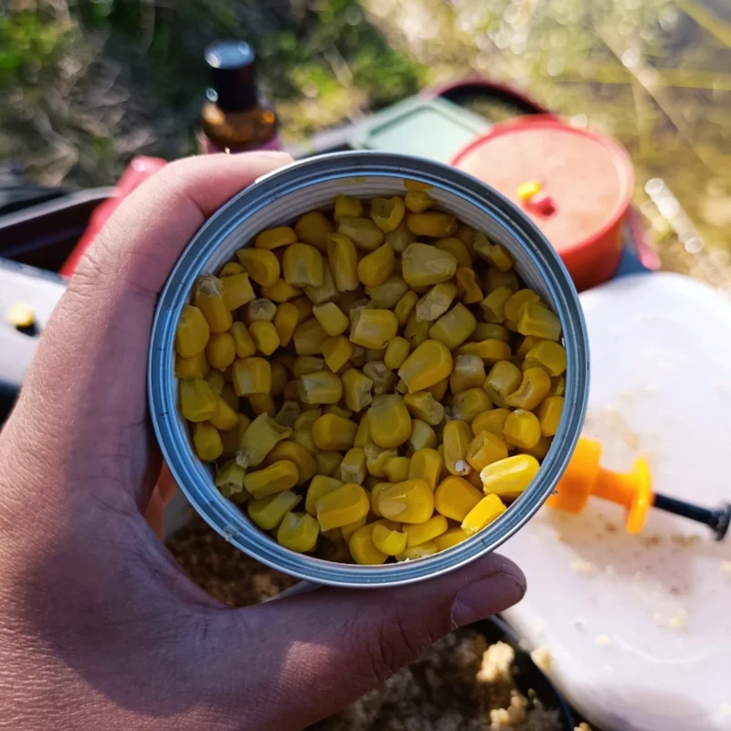 Dosenmais beim Method Feedern im Frühling
