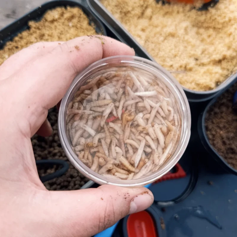 Tote Maden in einer kleinen Köderdose