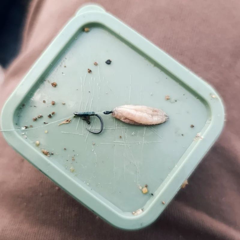 Method Feedern Frühjahr Köder: Tote Maden am Spieß