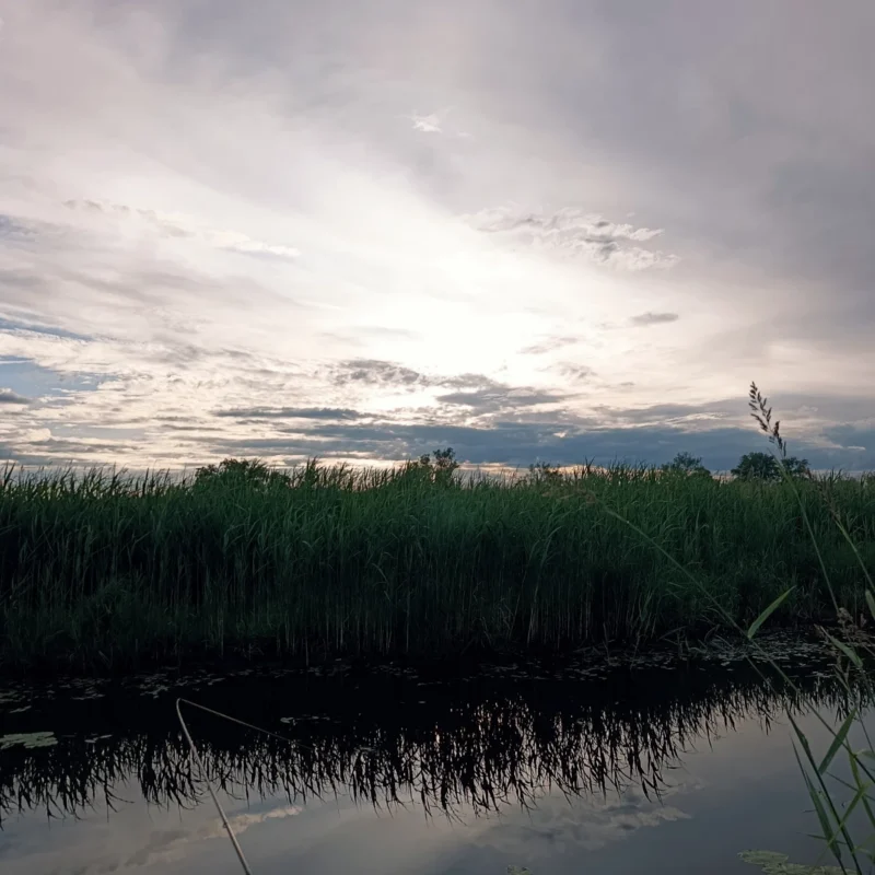 Abendlicht über der Schilfreihe