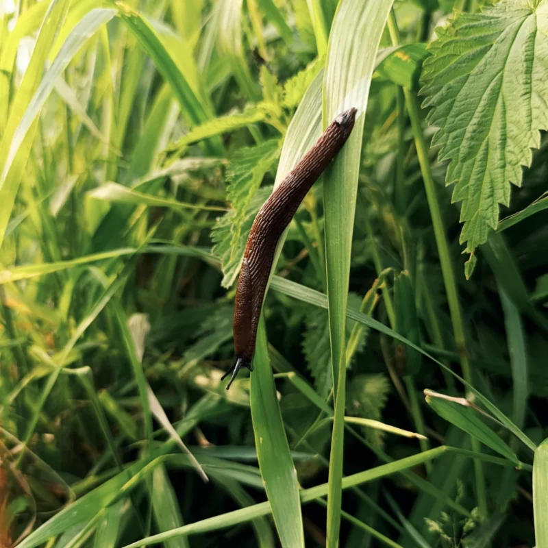 Nacktschnecke im Gras am kleinen Fluss