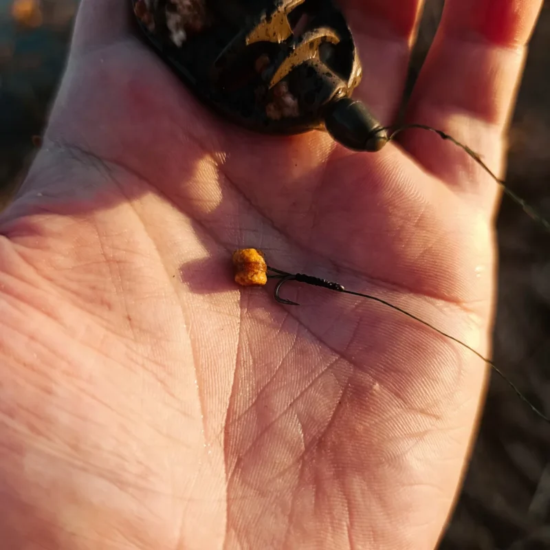 4mm Pellet am Bait Band beim Method Feedern im März