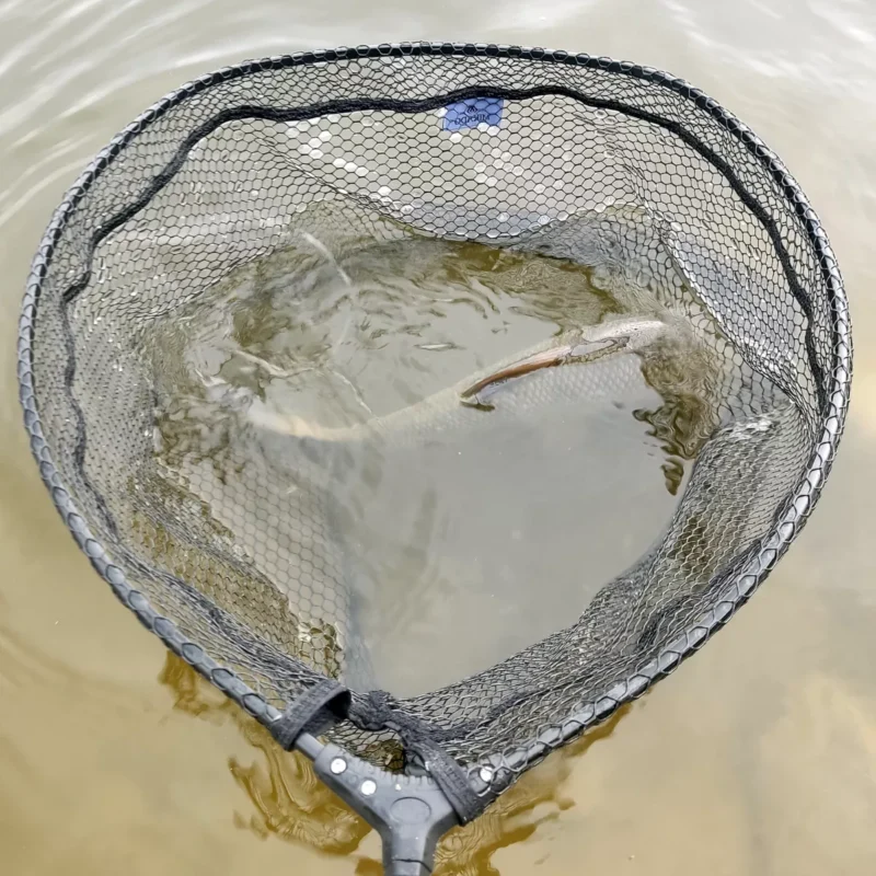 Mikado Kescherkopf Gummiert mit Fisch beim Test am großen Fluss