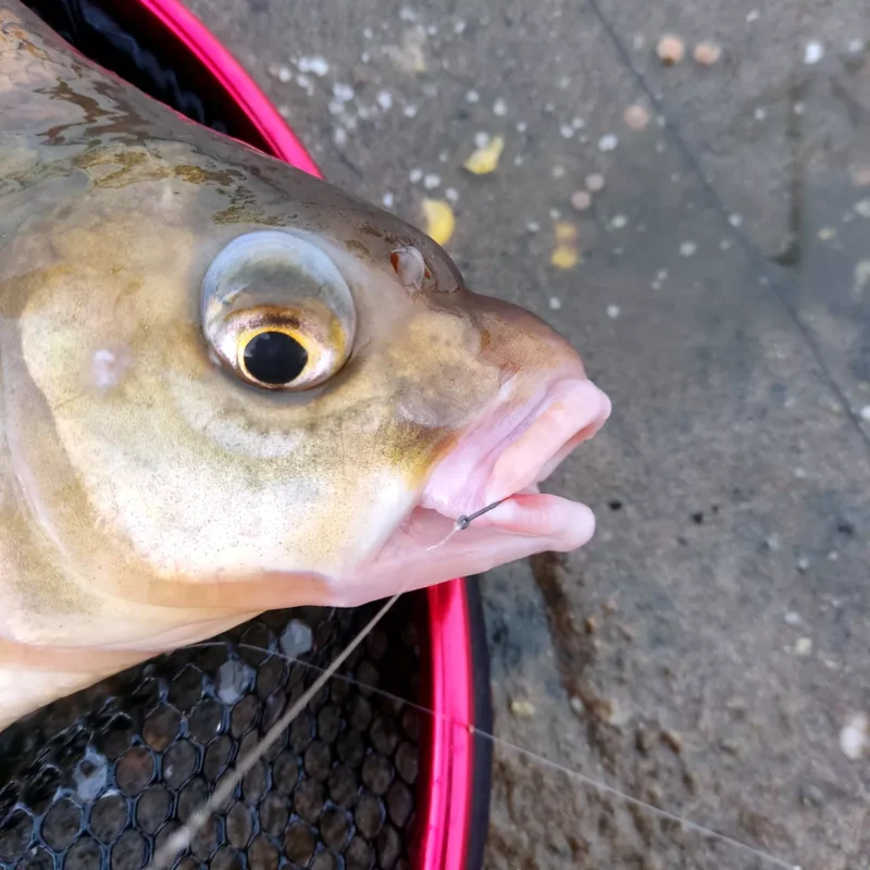 Mikado Sensual River Feeder im Maul einer Brasse beim Testangeln