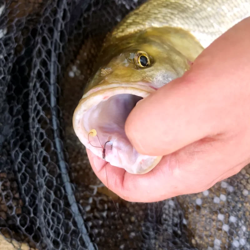 Mikado Sensual River Feeder mit Haarmontage im Rapfenmaul