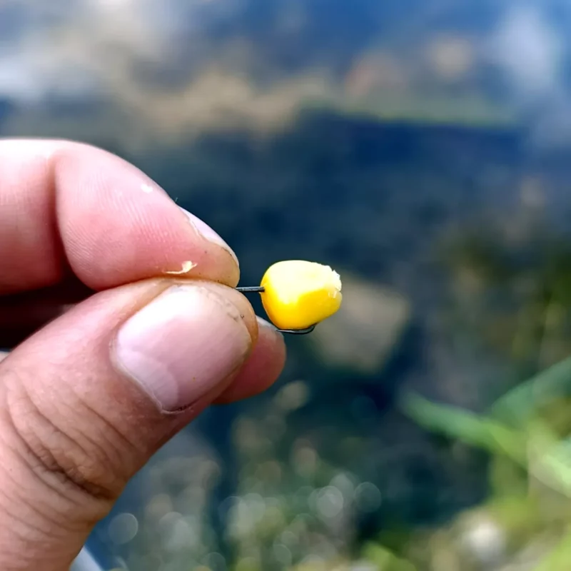 Mikado Sensual River Feeder Haken im Test mit einem Maiskorn