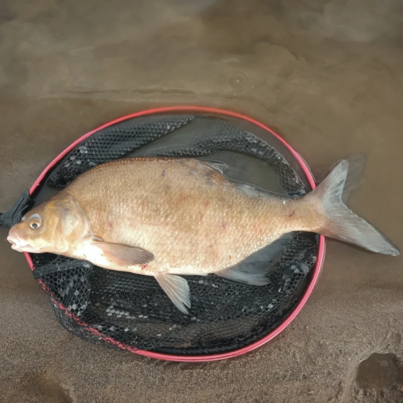 gefangene Brasse mit dem Mikado Sensual Super Pole Haken am Fluss