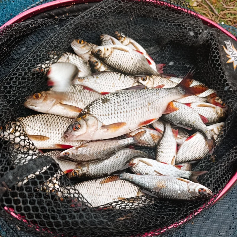 gefangene Rotaugen mit dem Mikado Sensual Super Pole