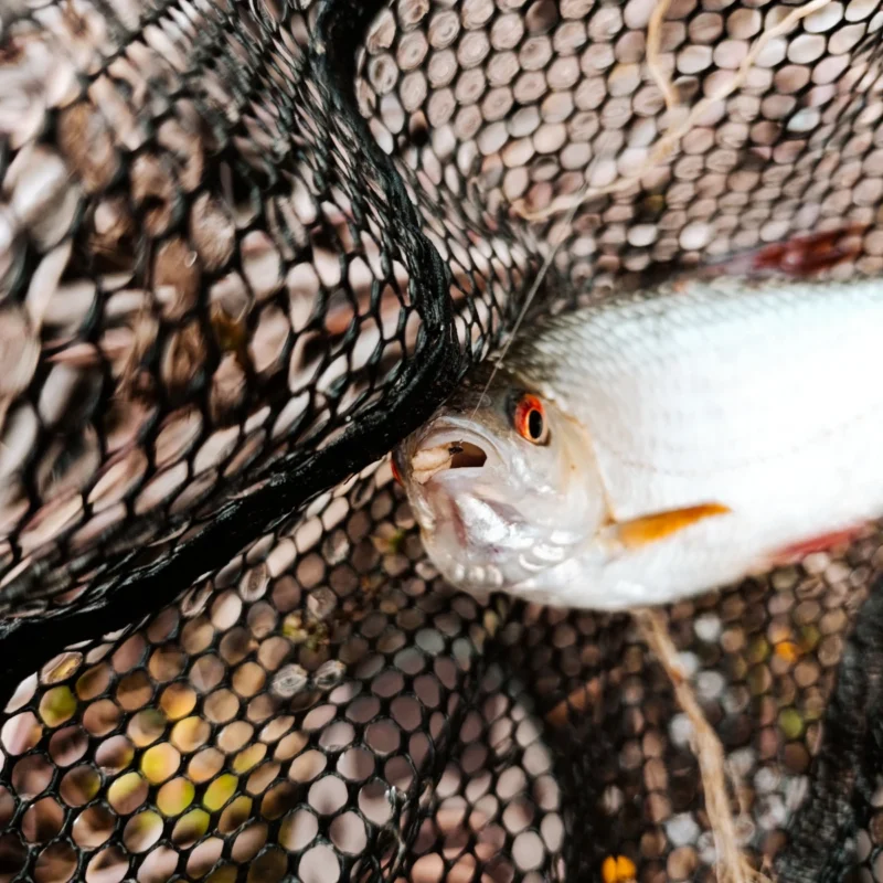 Rotauge mit Mikado Sensual Super Pole Haken im Maul beim Test