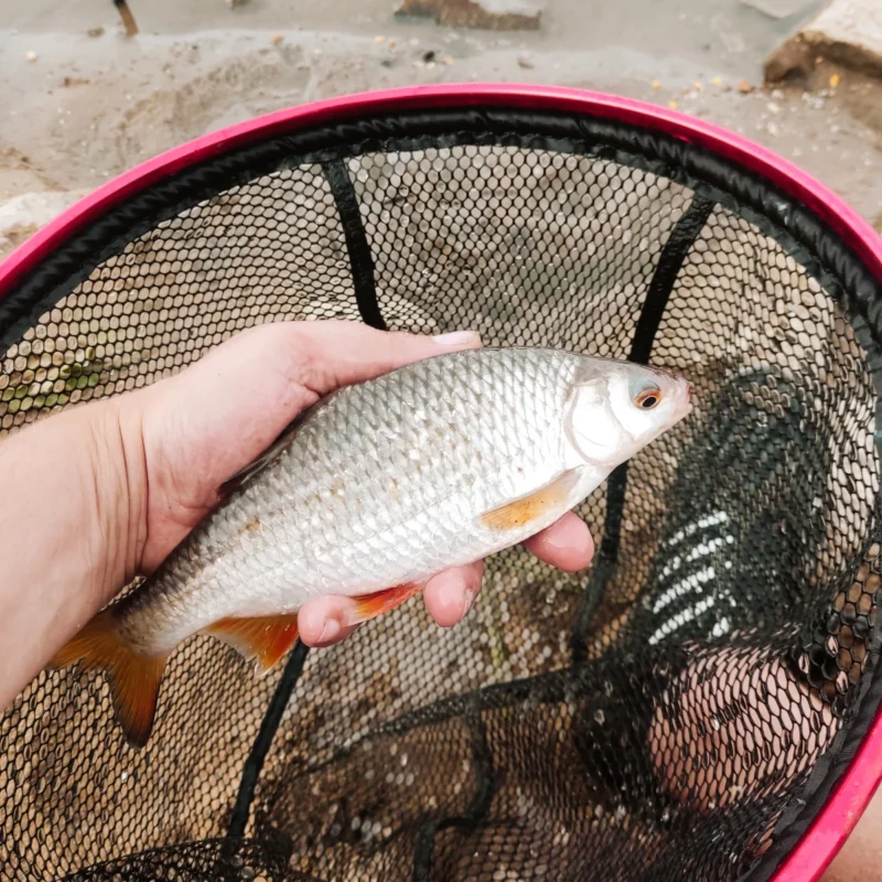 Mikado Sensual Super Pole mit Elbrotauge