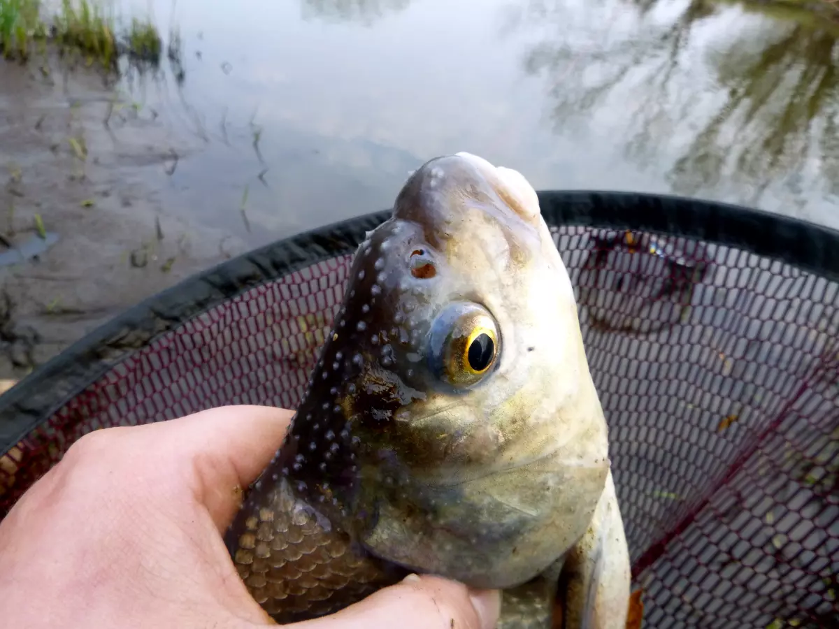 Nase und Augen vom Fisch