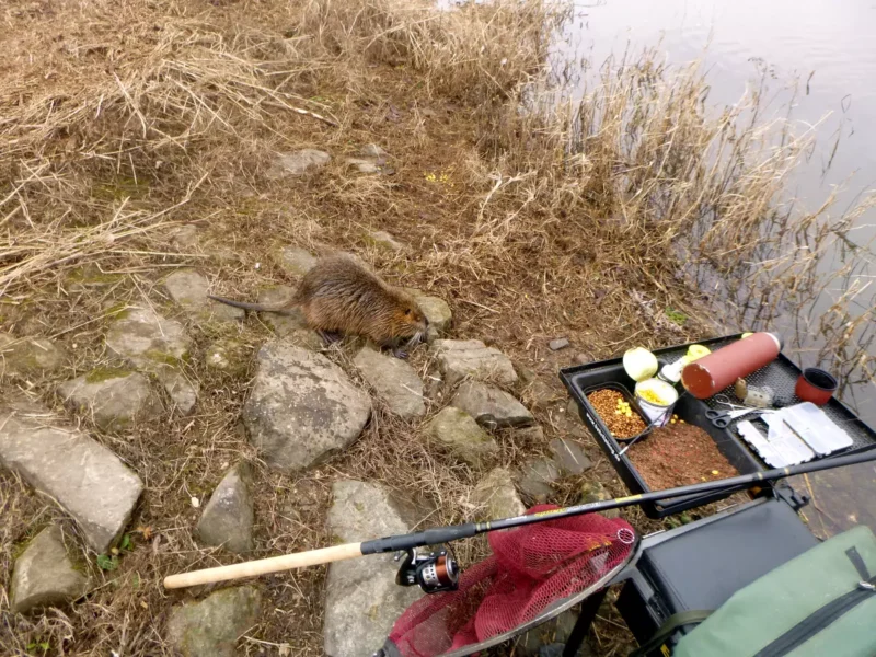 Nutria am Angelplatz