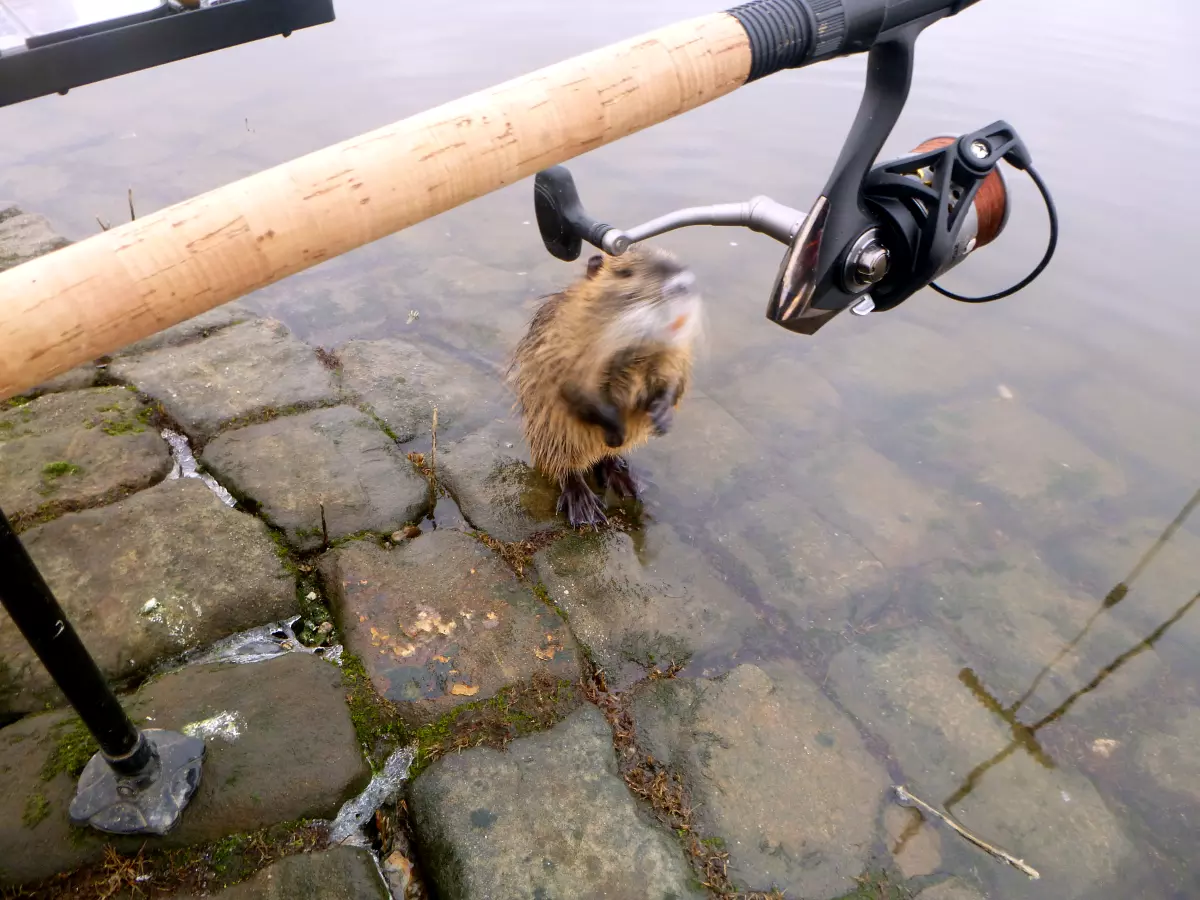 Nutria macht Männchen vor einer Angelrute