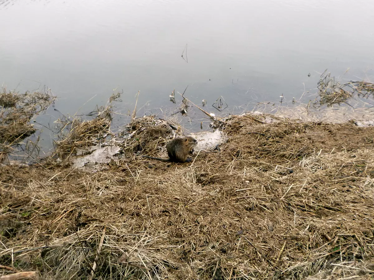 Nutria