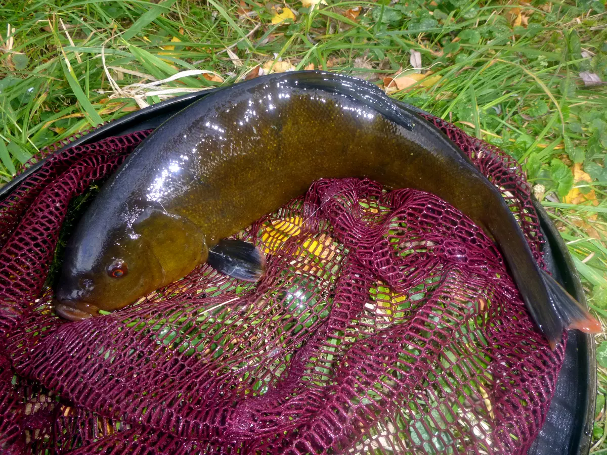 Schleie auf einem Kescher gefangen mit Paniermehl im Angelfutter