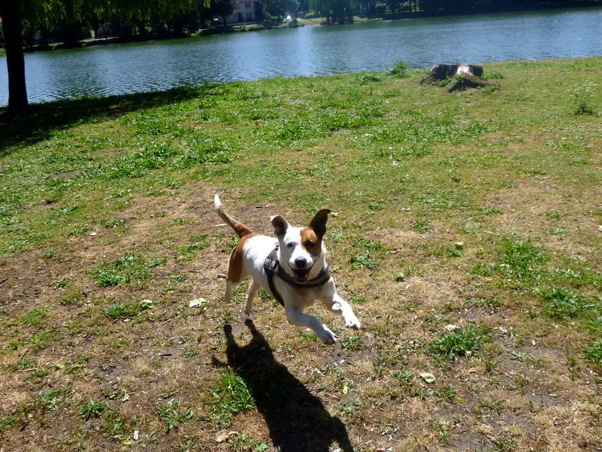 Hund am Parkteich