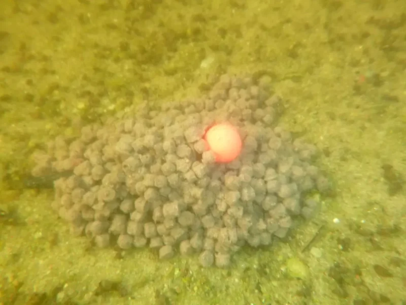 Pellets und Boilie am Flussgrund