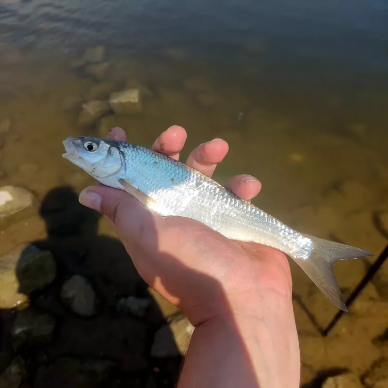 gefangener Hasel an der Elbe