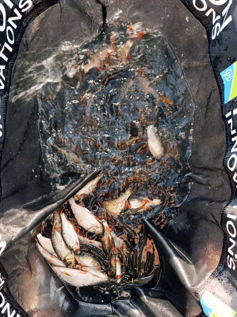 Preston Weigh Net im Test mit Rotfedern und Rotaugen
