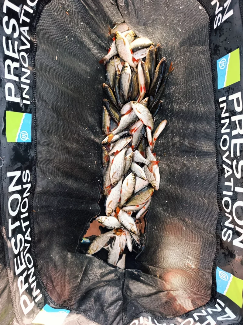 Preston Weigh Net gefüllt mit Weißfisch