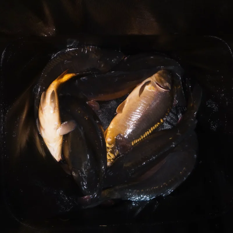 gefangene Satzkarpfen in einem Setzkescher