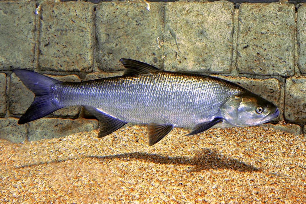 Rapfen (Leuciscus aspius)