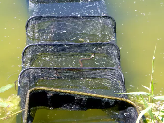 Schlange auf einem Setzkescher am See