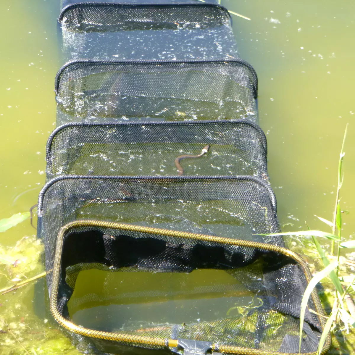 Schlange auf einem Setzkescher am See