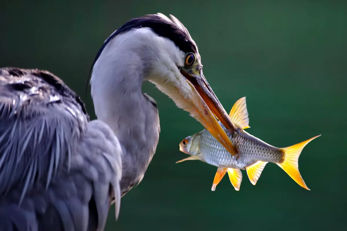 Graureiher mit Rotauge als Beutefisch