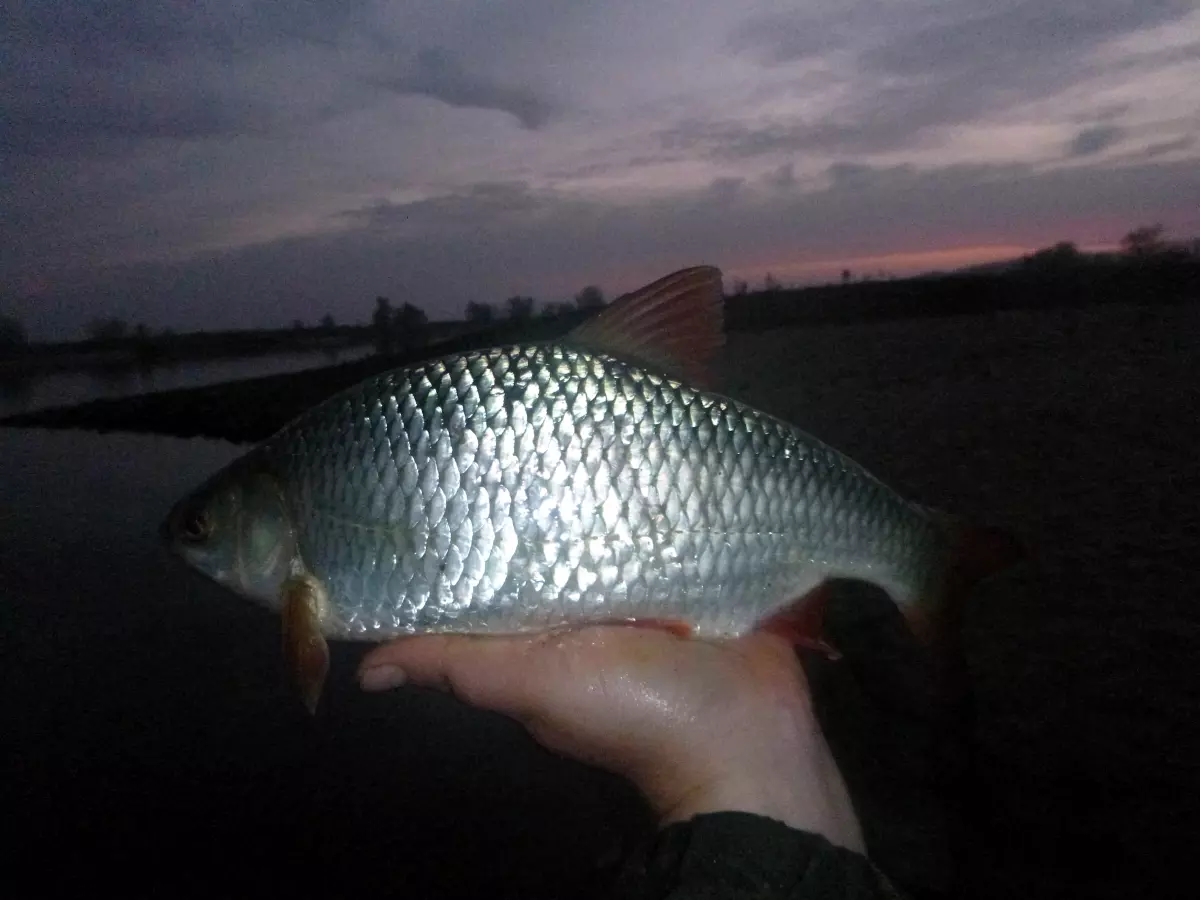 Rotauge in der Hand eines Anglers gefangen mit Copra Melasse