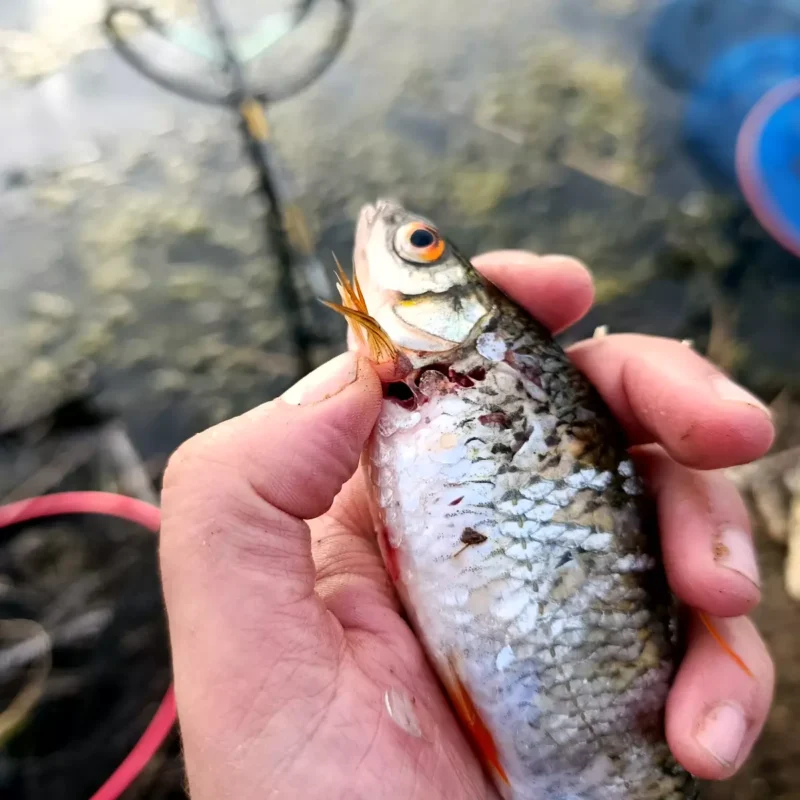 Rotauge mit schweren Verletzungen nach einem Hechtangriff auf den Setzkescher