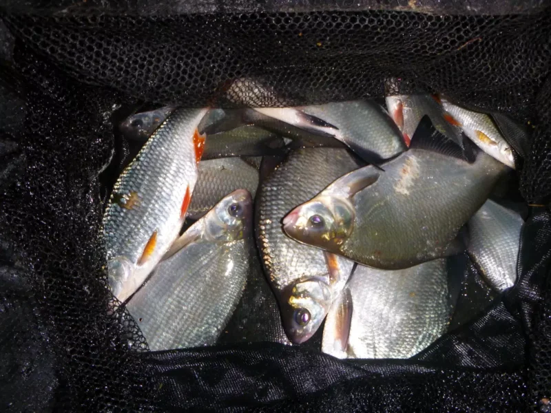 gefangene Weißfische im Winter mit Maden am kurzen Vorfach