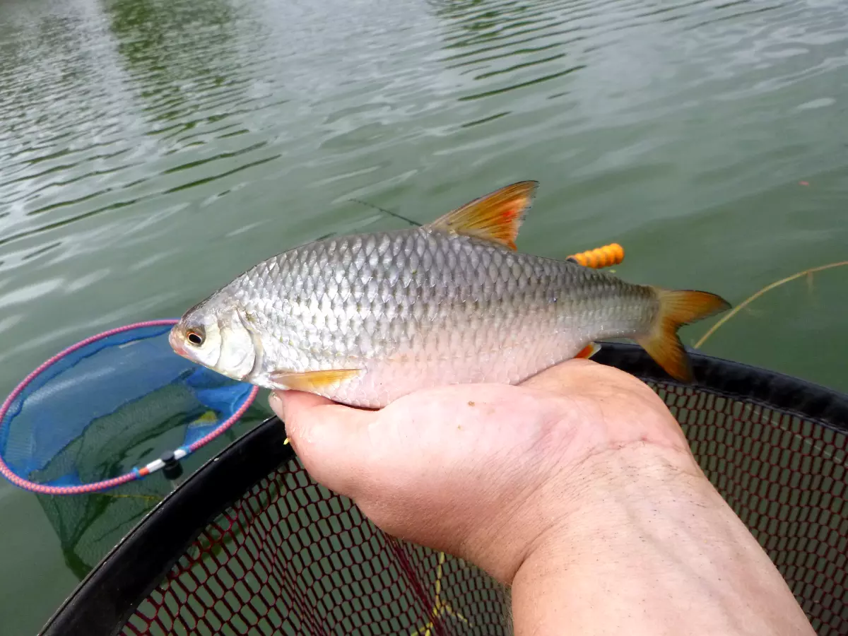 gefangenes Rotauge beim Feederangeln auf Weißfisch