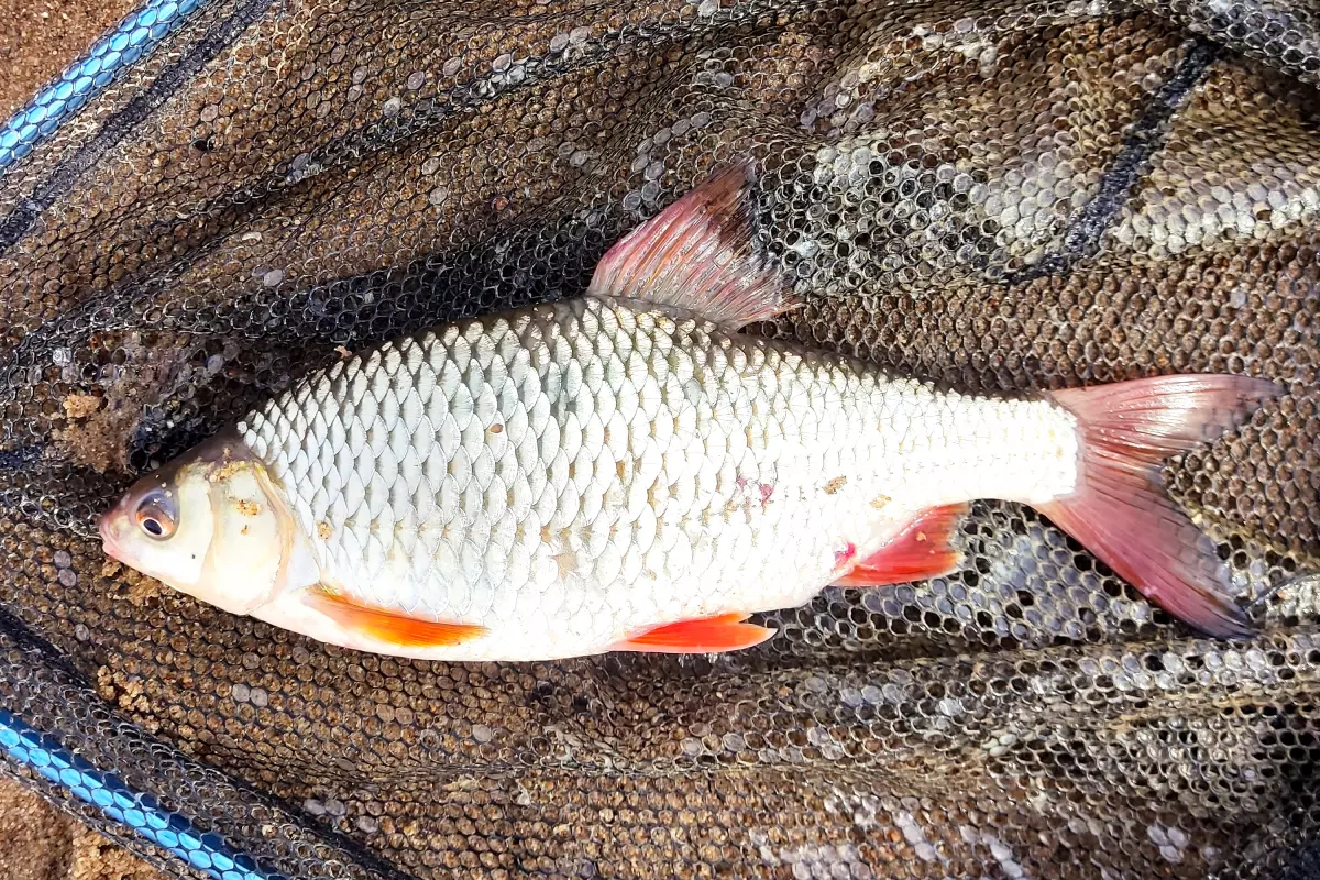 Rotauge (Rutilus rutilus)