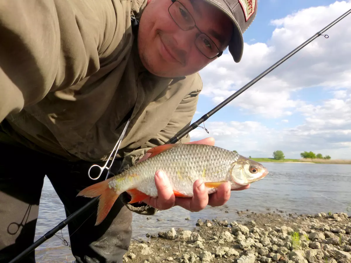 Angler hat Rotauge mit Weizen gefangen