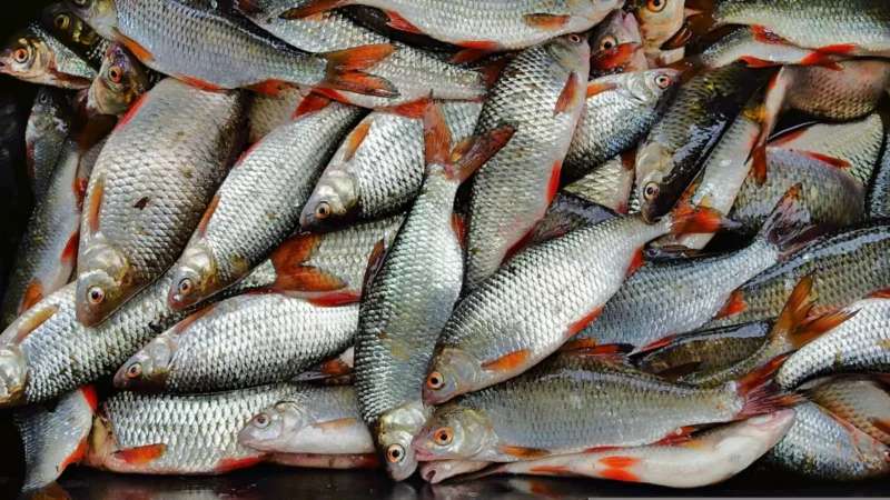 Rotaugen sind keine Edelfische, schmecken aber trotzdem