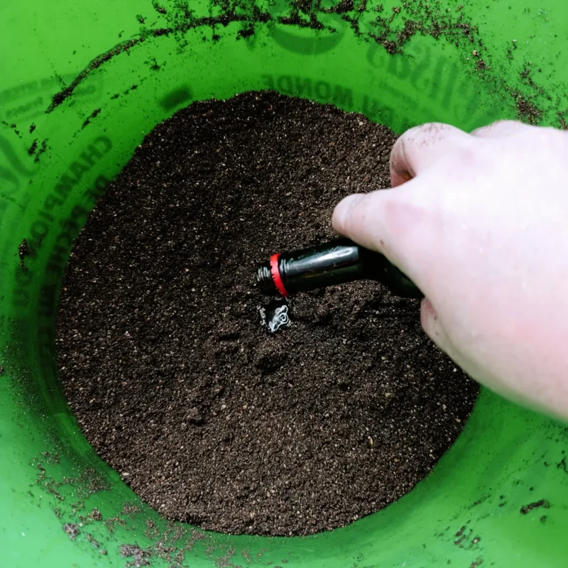 Rotaugenfutter mit Maggi im Februar