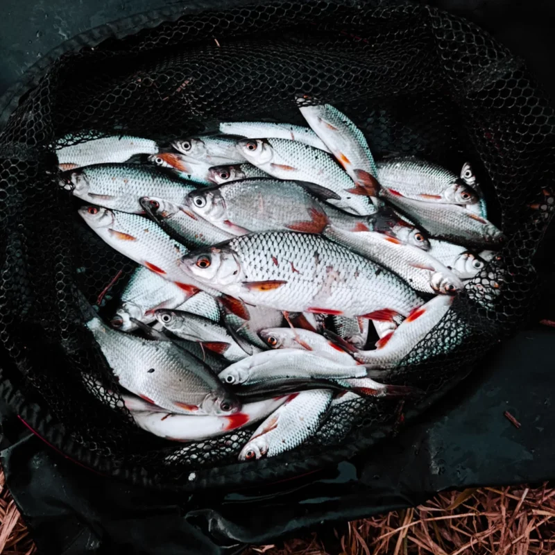 Rotaugen im Februar als Tagesfang im Kescher