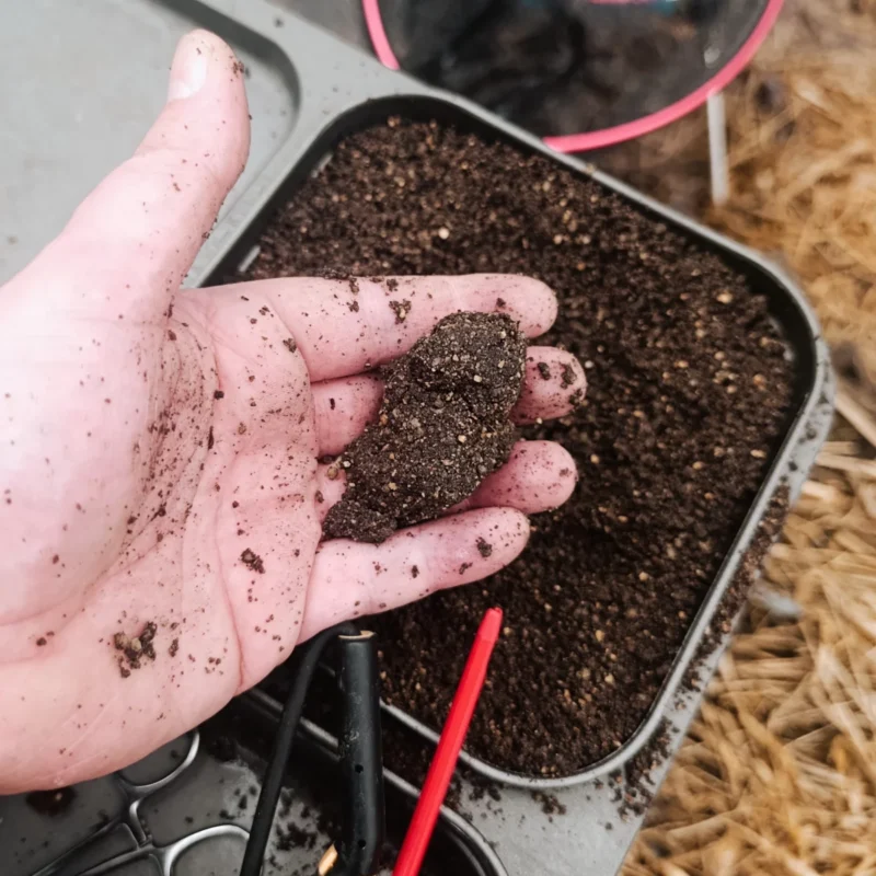 schwarzes Lockfutter für Rotaugen im Februar