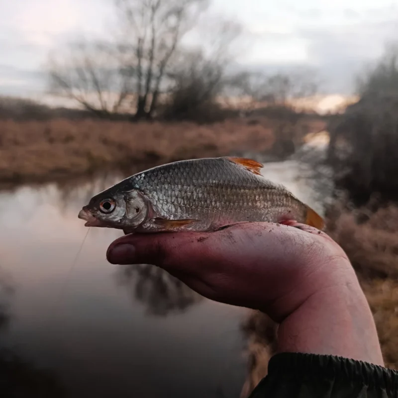 Plötze im Abendlicht der Februar Sonne