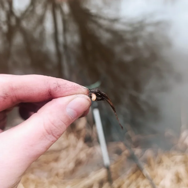 alten Pflanzenreste am Haken