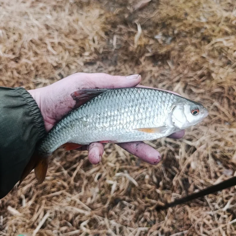 mit Pinkies gefangenes Rotauge im Februar