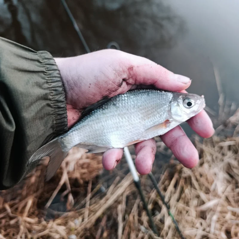 eine kleine Güster ist der letzte Fisch vom Angeltag