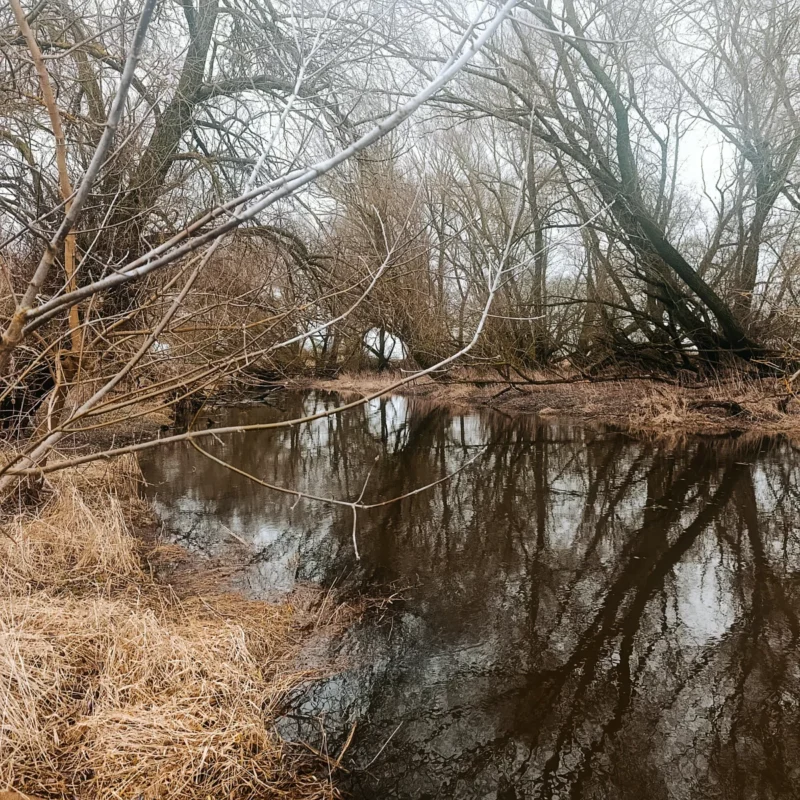 kleiner Fluss umringt von Bäumen im Februar