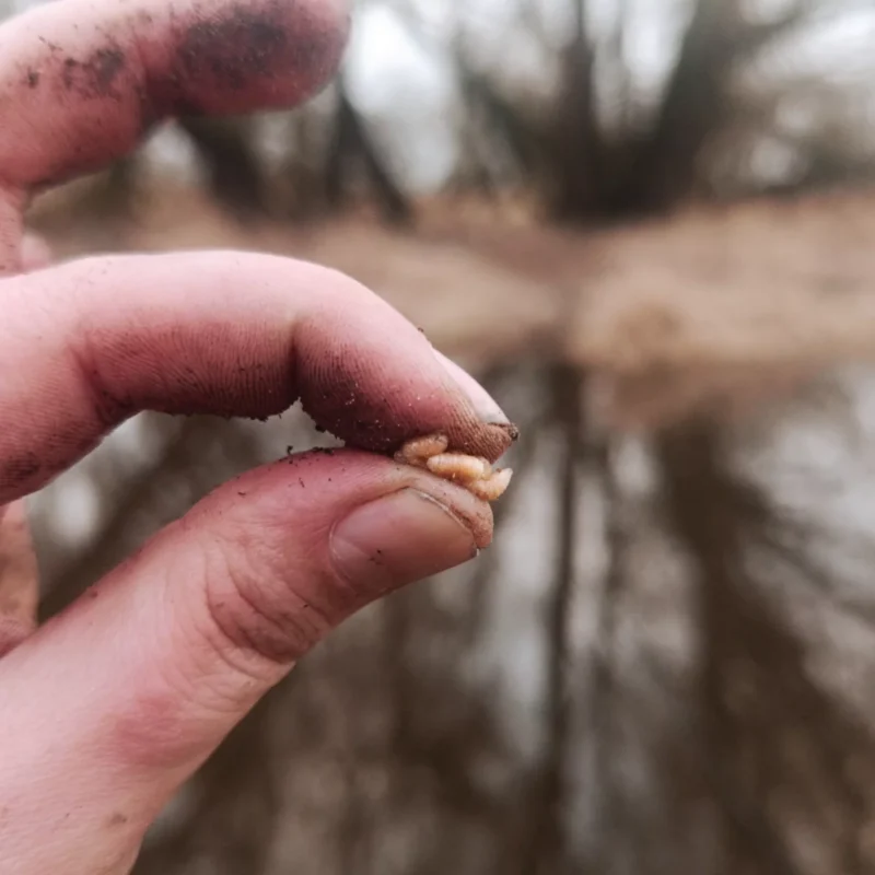 Pinkies in der Hand eines Angler