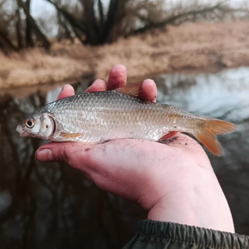 handlanges Flussrotauge im Februar